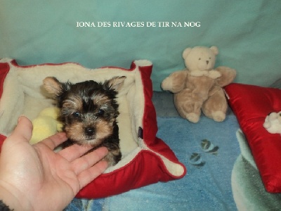 Des Rivages De Tir Na Nog - Bébés yorkshires disponibles