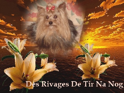 Des Rivages De Tir Na Nog - Des Rivages De Tir Na Nog