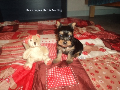 Des Rivages De Tir Na Nog - VIDEOS DES BEBES YORKSHIRES L.O.F