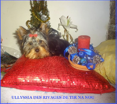 CHIOT 2 : ULLYSSIA