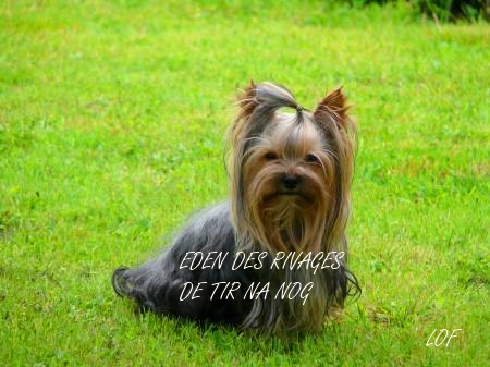 Eden Des Rivages De Tir Na Nog