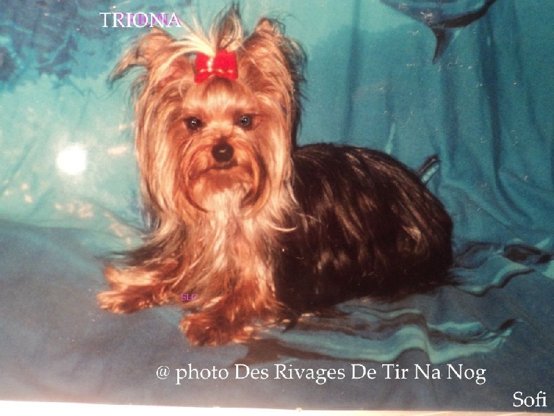 Triona Des Rivages De Tir Na Nog