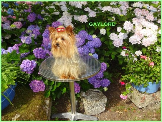 Gaylord (Sans Affixe)