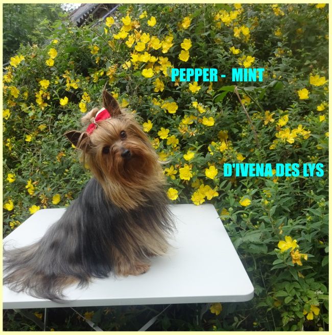 Pepper mint d ivena des lys