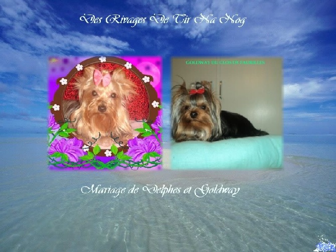 Des Rivages De Tir Na Nog - Naissances bébés yorkshires L.O.F