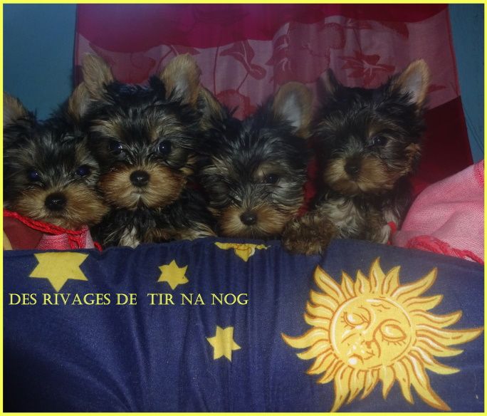 Chiot Yorkshire Terrier Des Rivages De Tir Na Nog